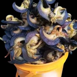 SNAIL (Dried)